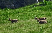 25 Zoom su un branco di camosci